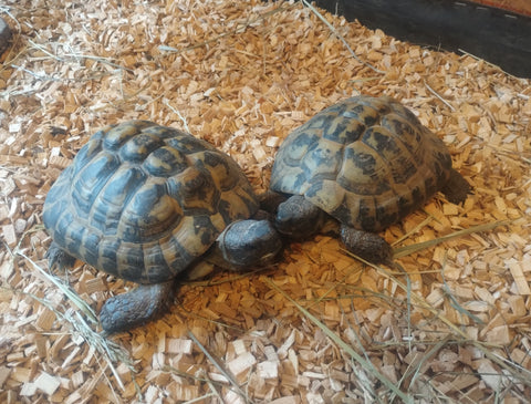 Griechische Landschildkröten