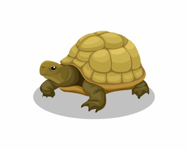 Ich Suche Griechischen Land Schildkröte