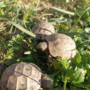 Maurische Landschildkröten (NZ 2024)