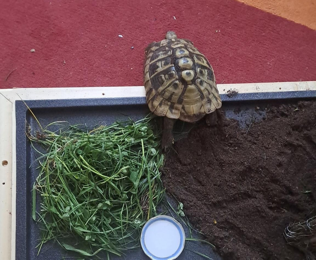 Griechische Landschildkröte abzugeben