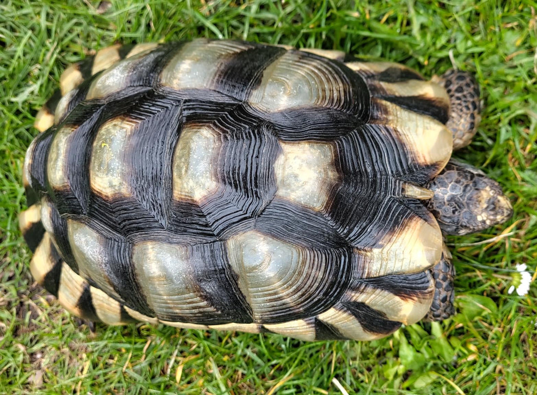 Europäische Landschildkröten zu verkaufen