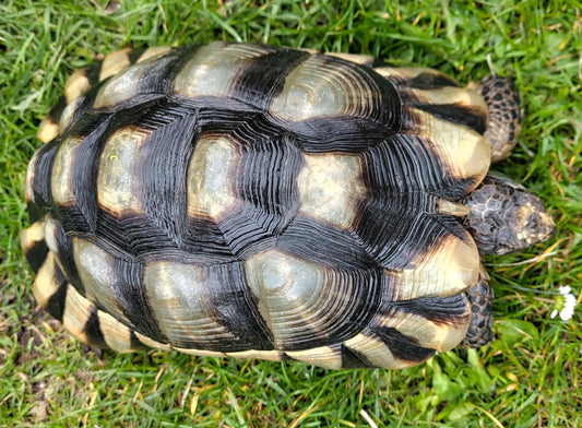 Europäische Landschildkröten zu verkaufen
