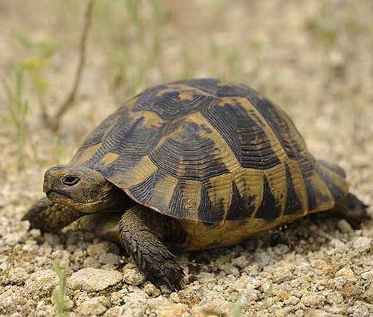Suche griechische Landschildkröten
