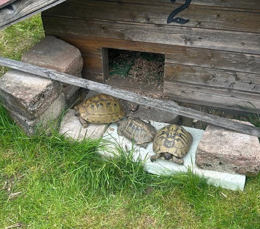 Adulte Testudo Hermanni zu verkaufen