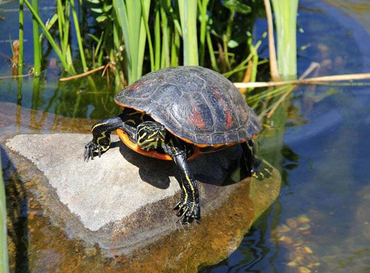 Wasserschildkröte