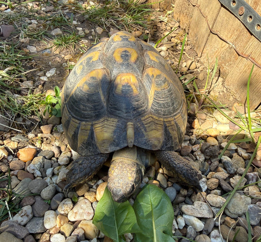 Griechische Landschildkröte weibl. 21 Jahre zu verkaufen