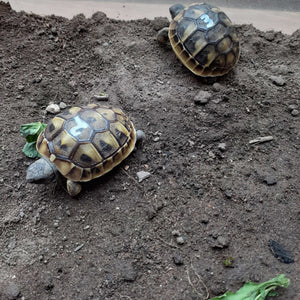 Schildkröten Erde, Bodengrund