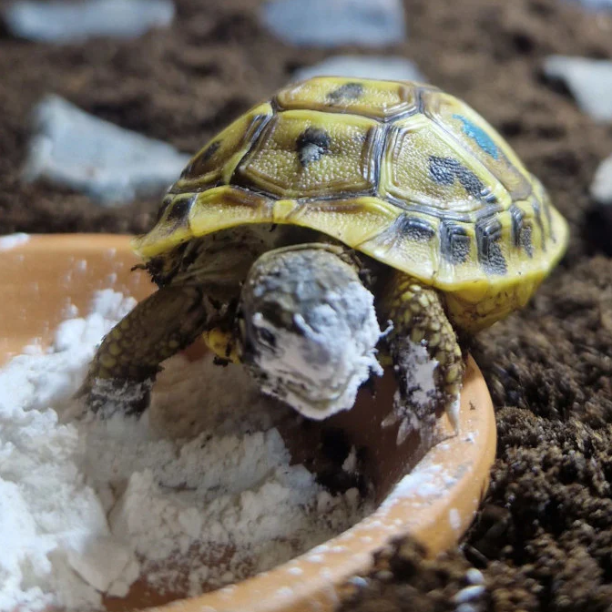 Calcium für Schildkröten