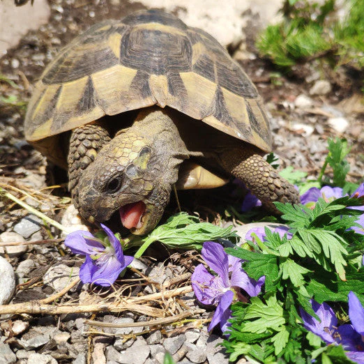 Futter für Schildkröten