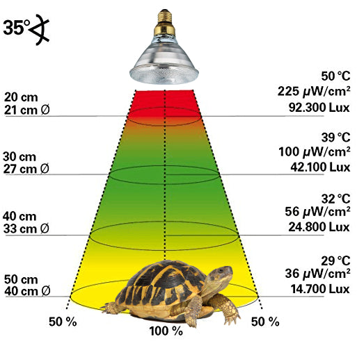 Schildkröten-Beleuchtung