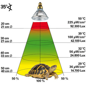 Schildkröten-Beleuchtung