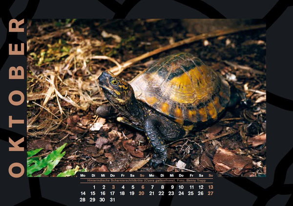 Schildkröten-Kalender 2024