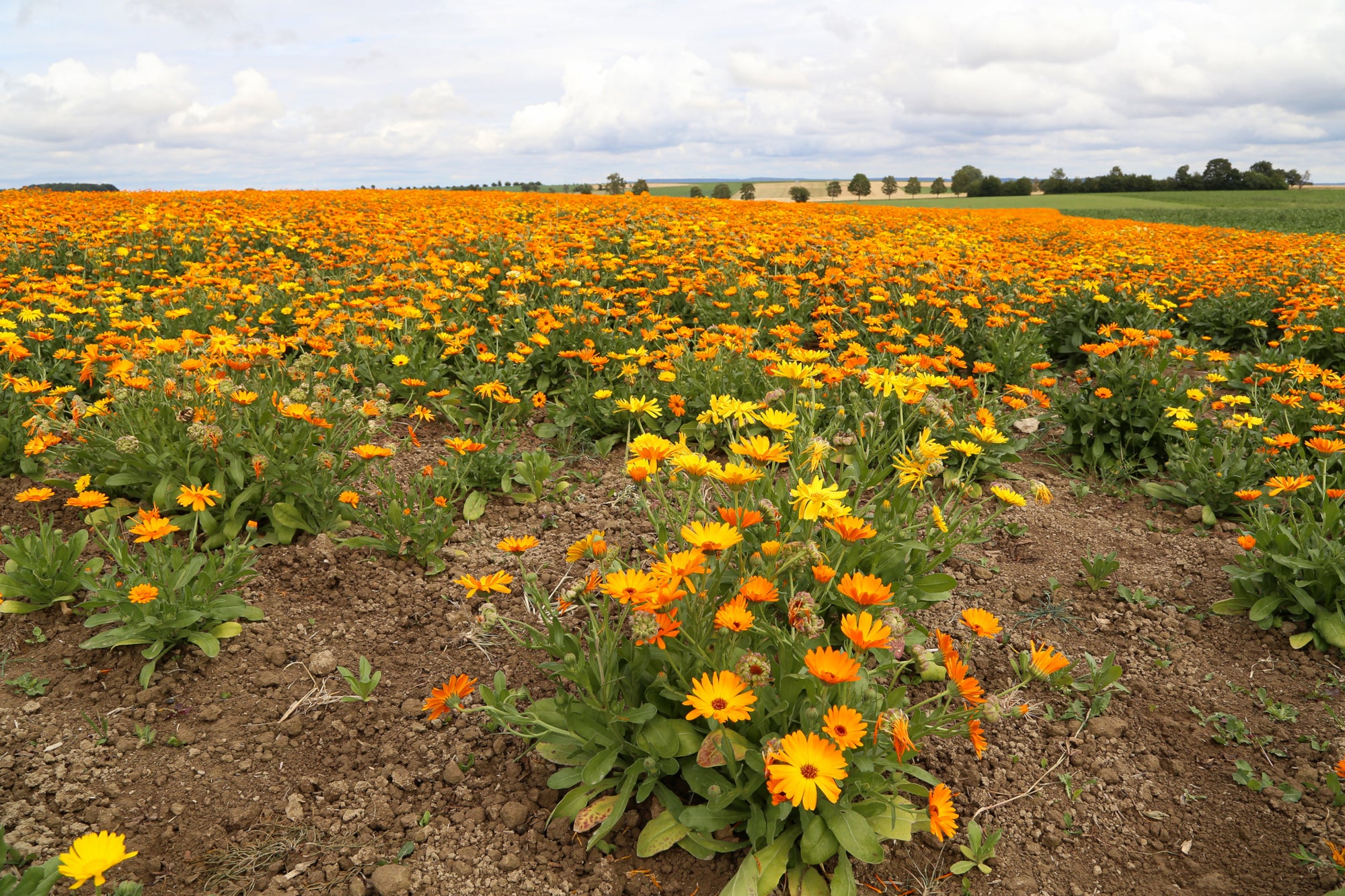 Acker-Ringelblume - Calendula arvensis