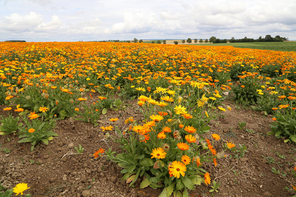 Acker-Ringelblume - Calendula arvensis