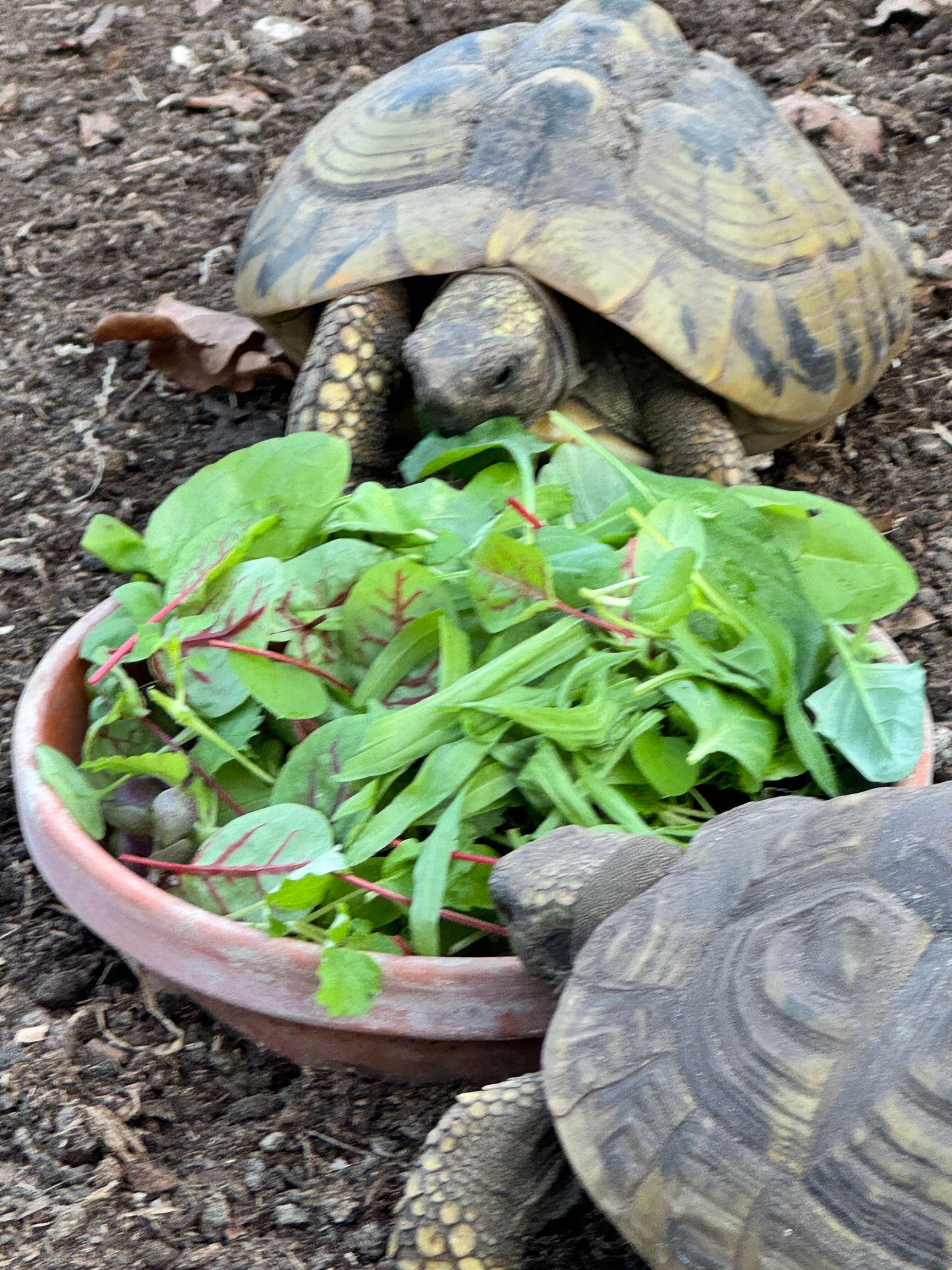 BIO-Qualität - sofort verfütterbar an Griechische Landschildkröten