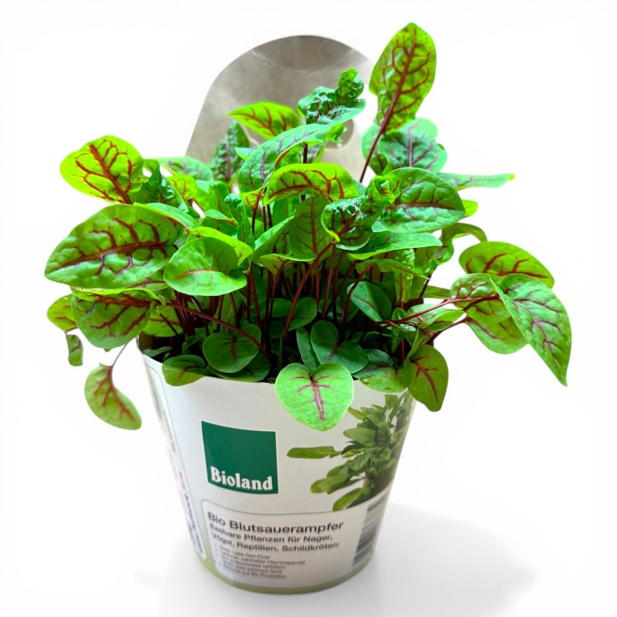BIO Blutsauerampfer von Bioland