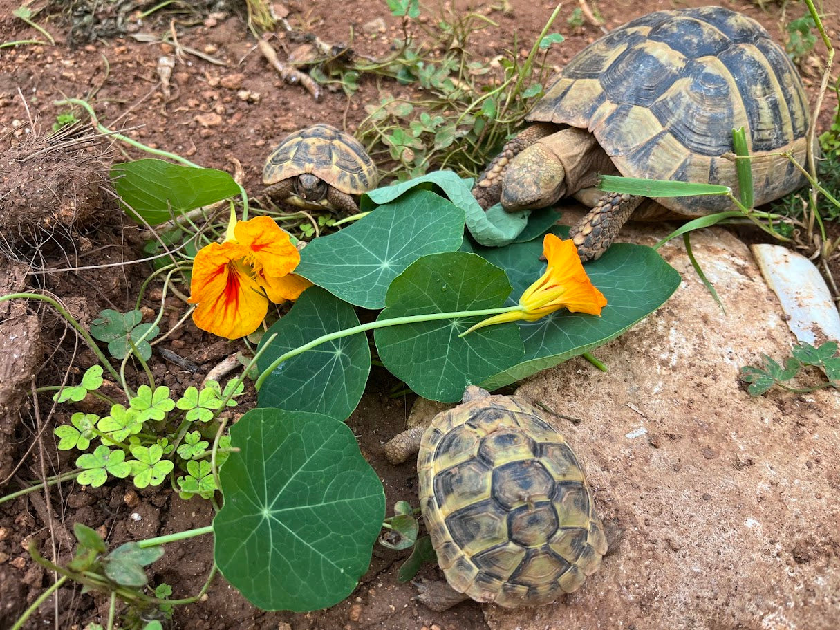 Blüten und Blätter der Kapuzinerkresse werden gerne gefressen