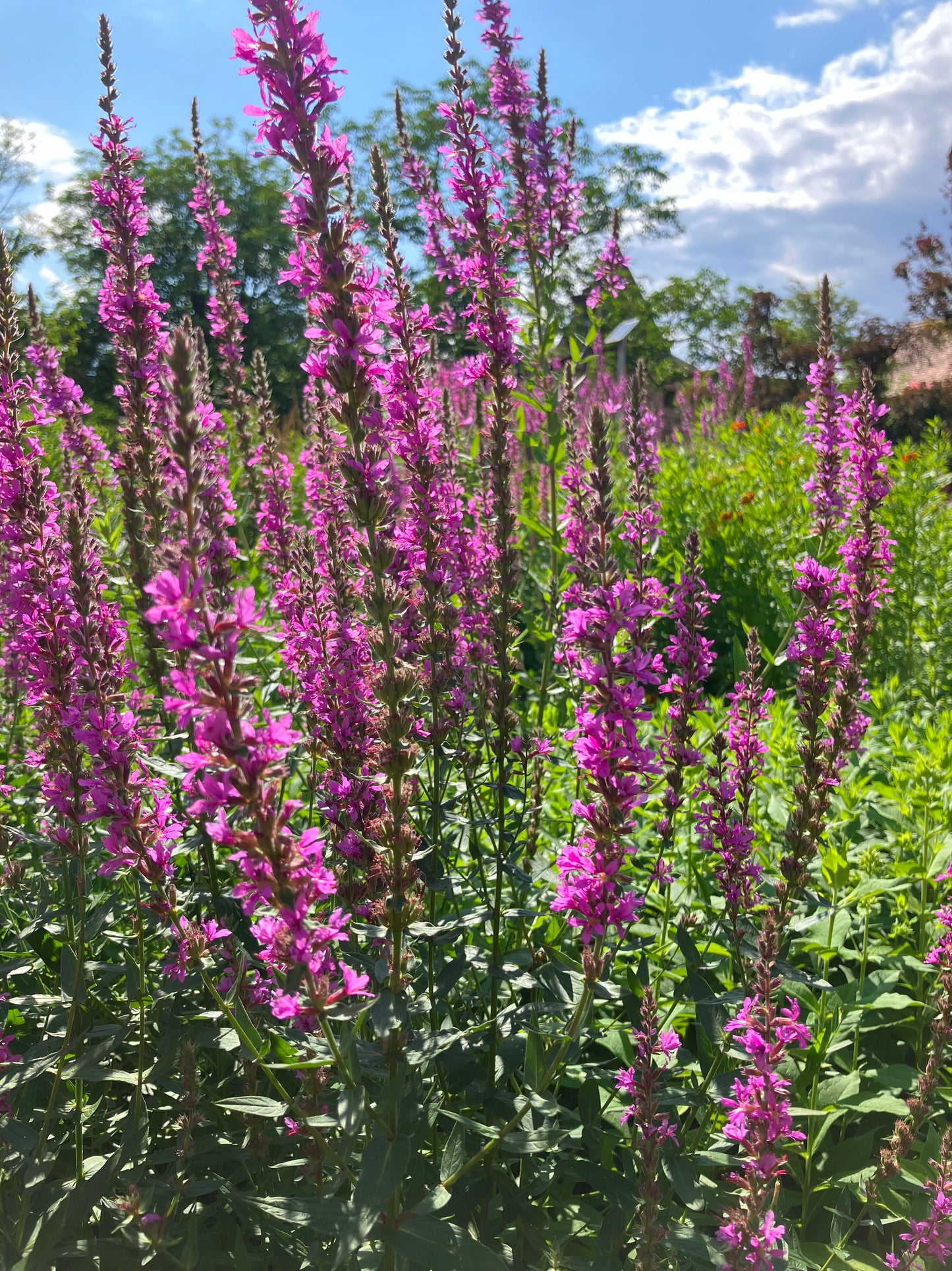 Blutweiderich (Lythrum salicaria) - Samen, Saatgut 1g