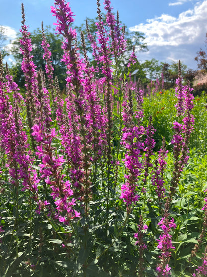 Blutweiderich (Lythrum salicaria) - Samen, Saatgut 1g