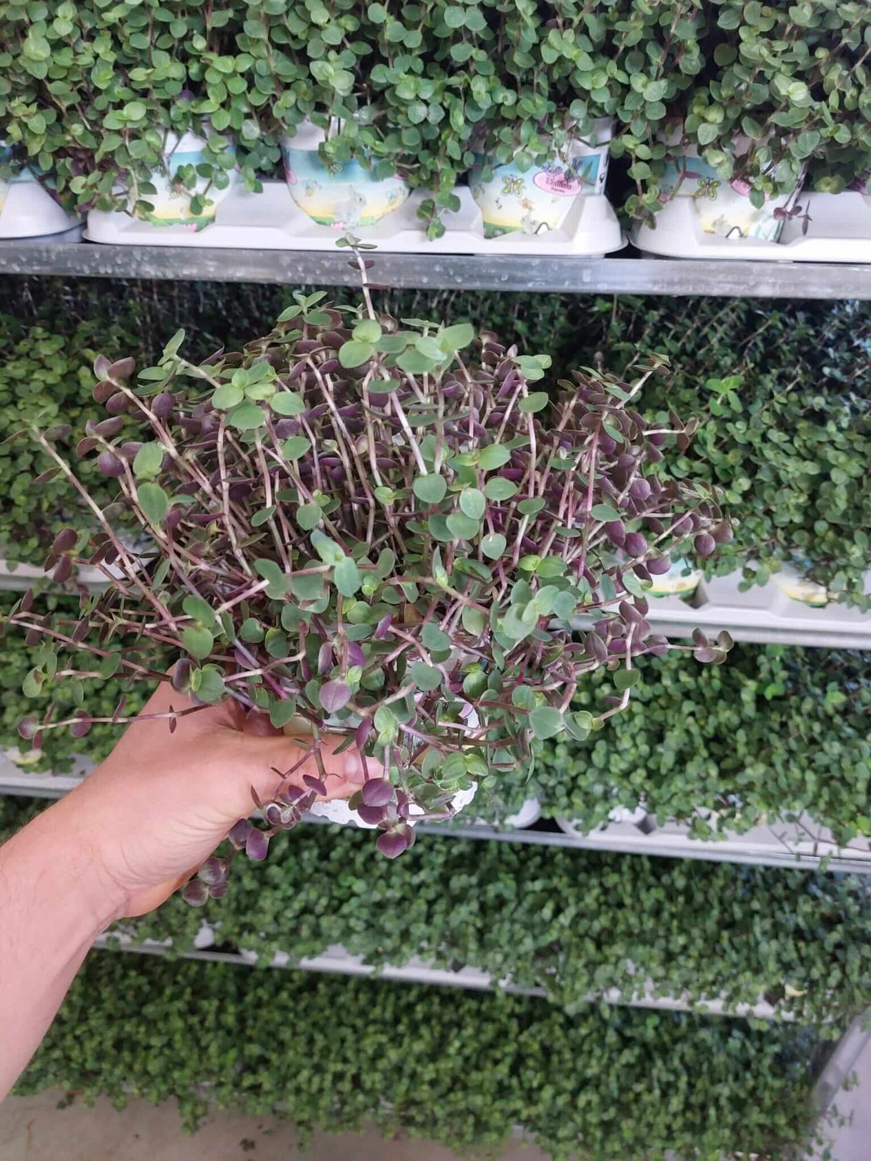 Callisia repens Futterpflanze für Schildkröten