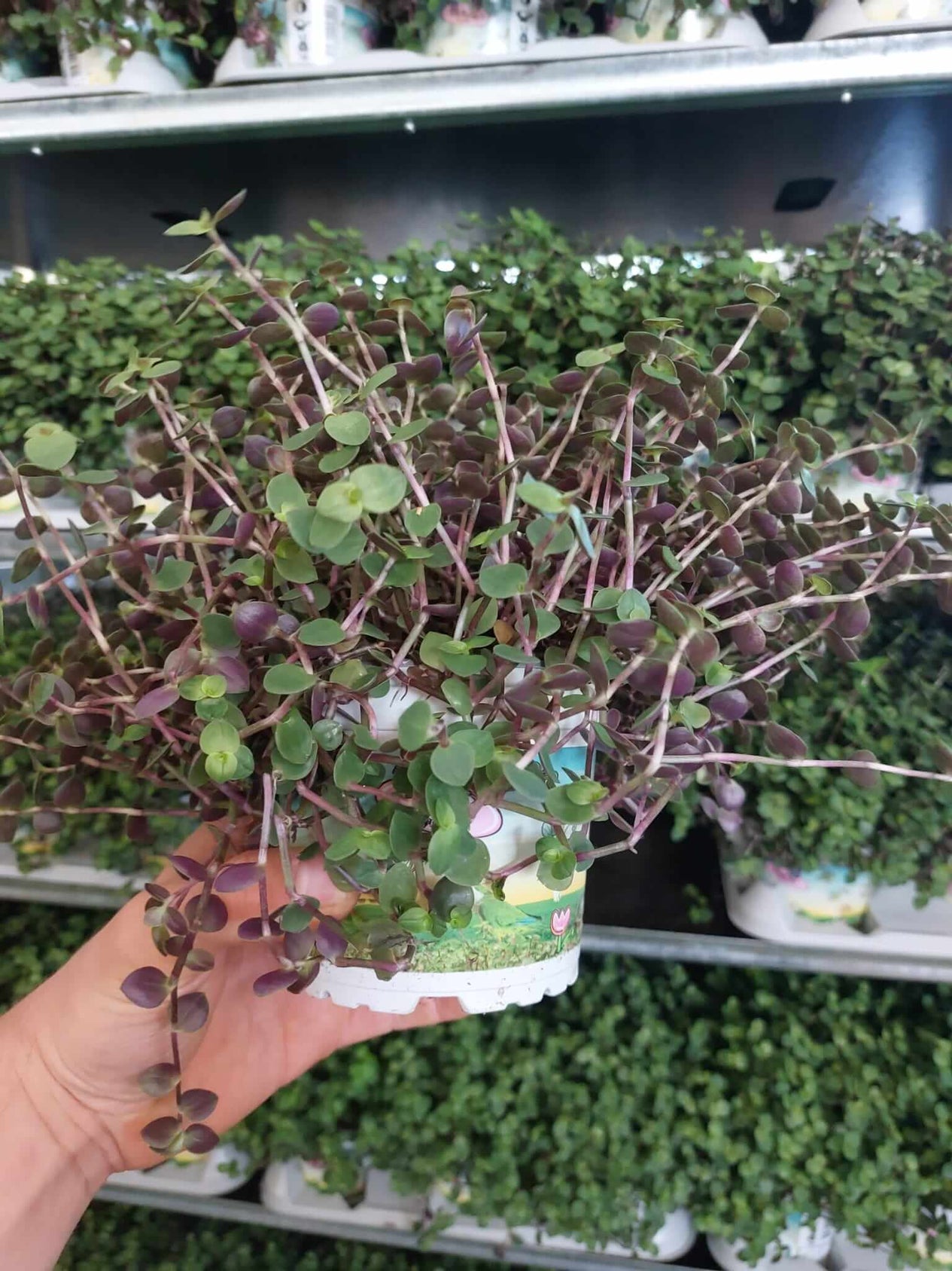 Callisia repens Schildkrötenfutter