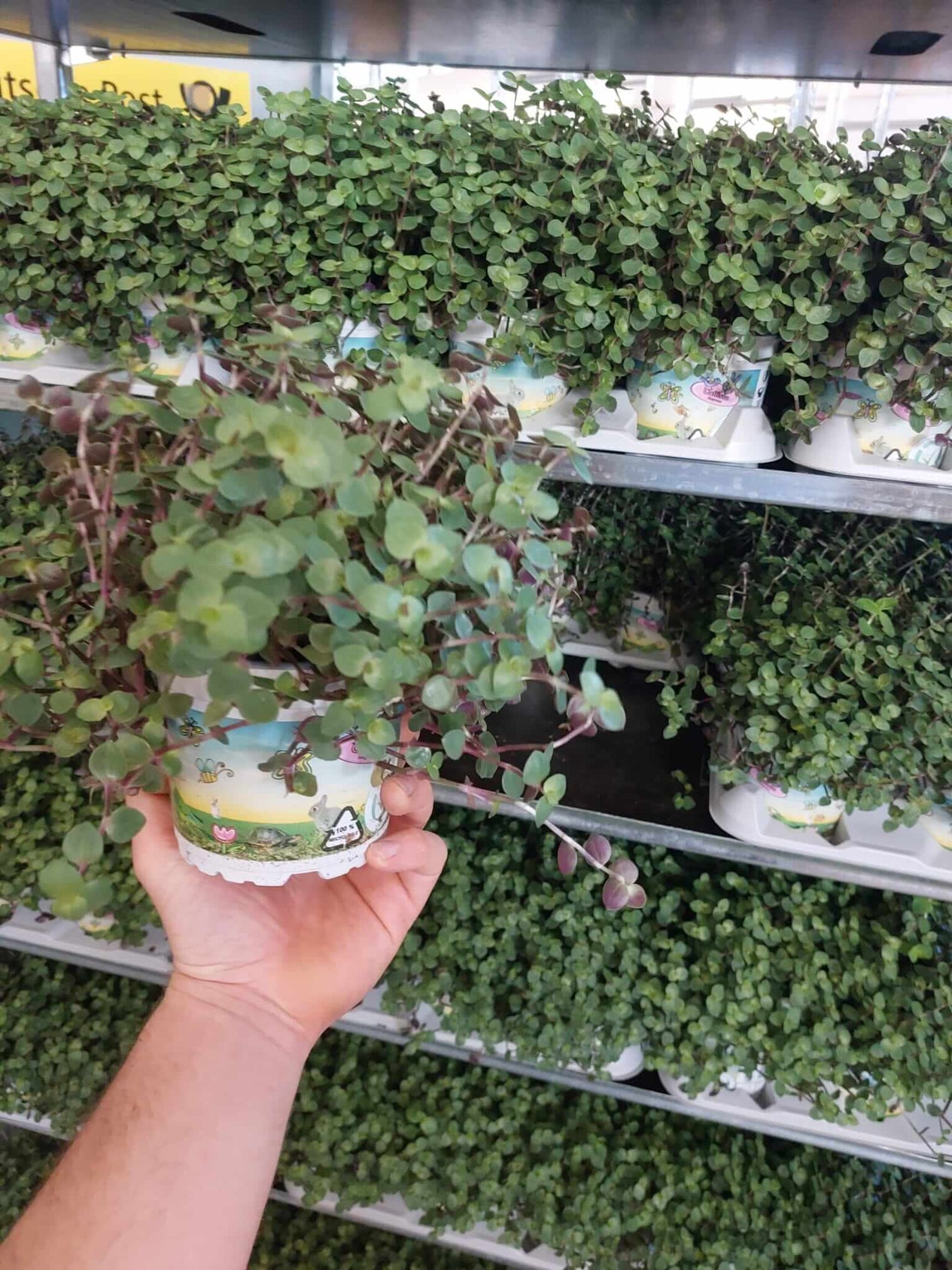 Callisia repens für Schildkröten