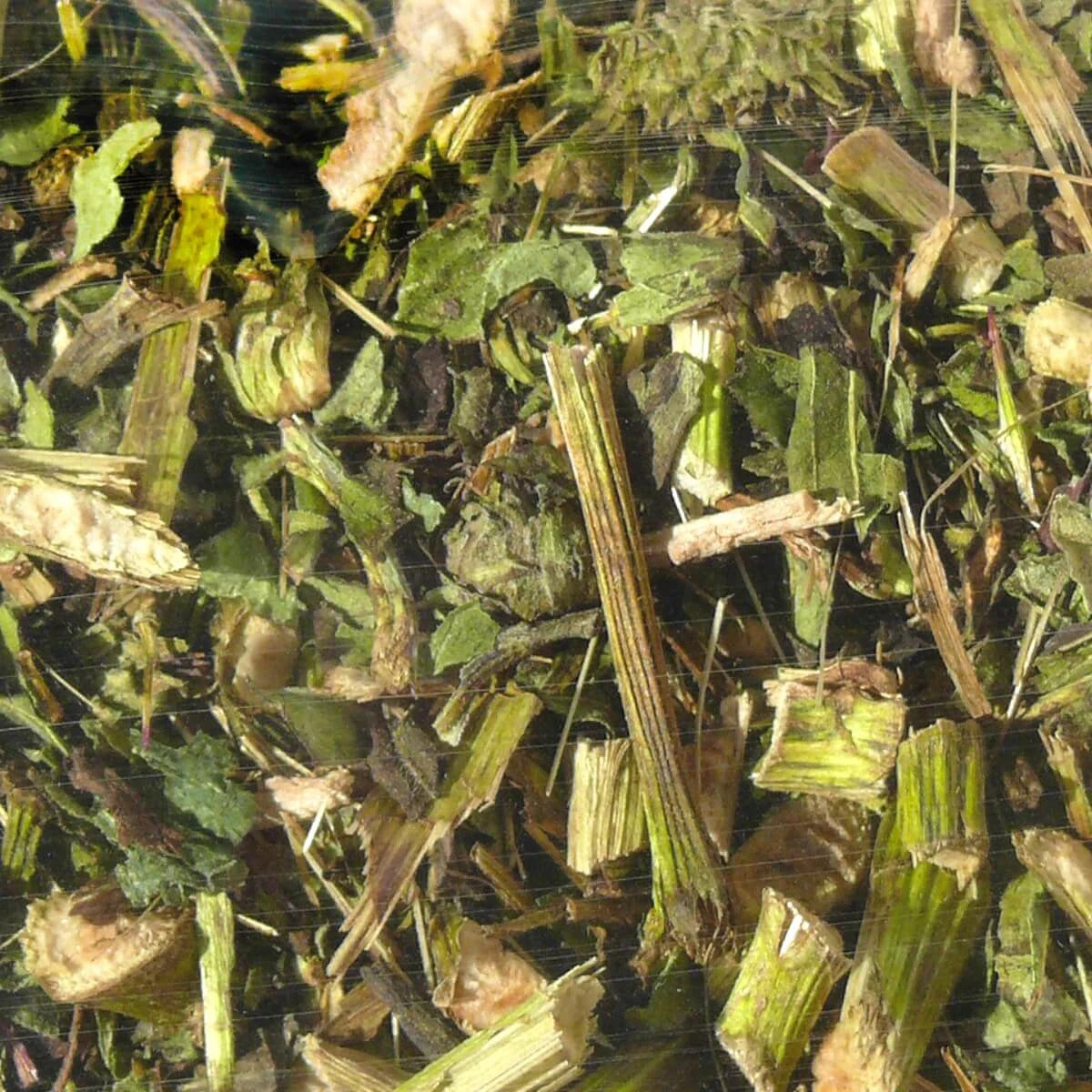 Echinacea für Nager