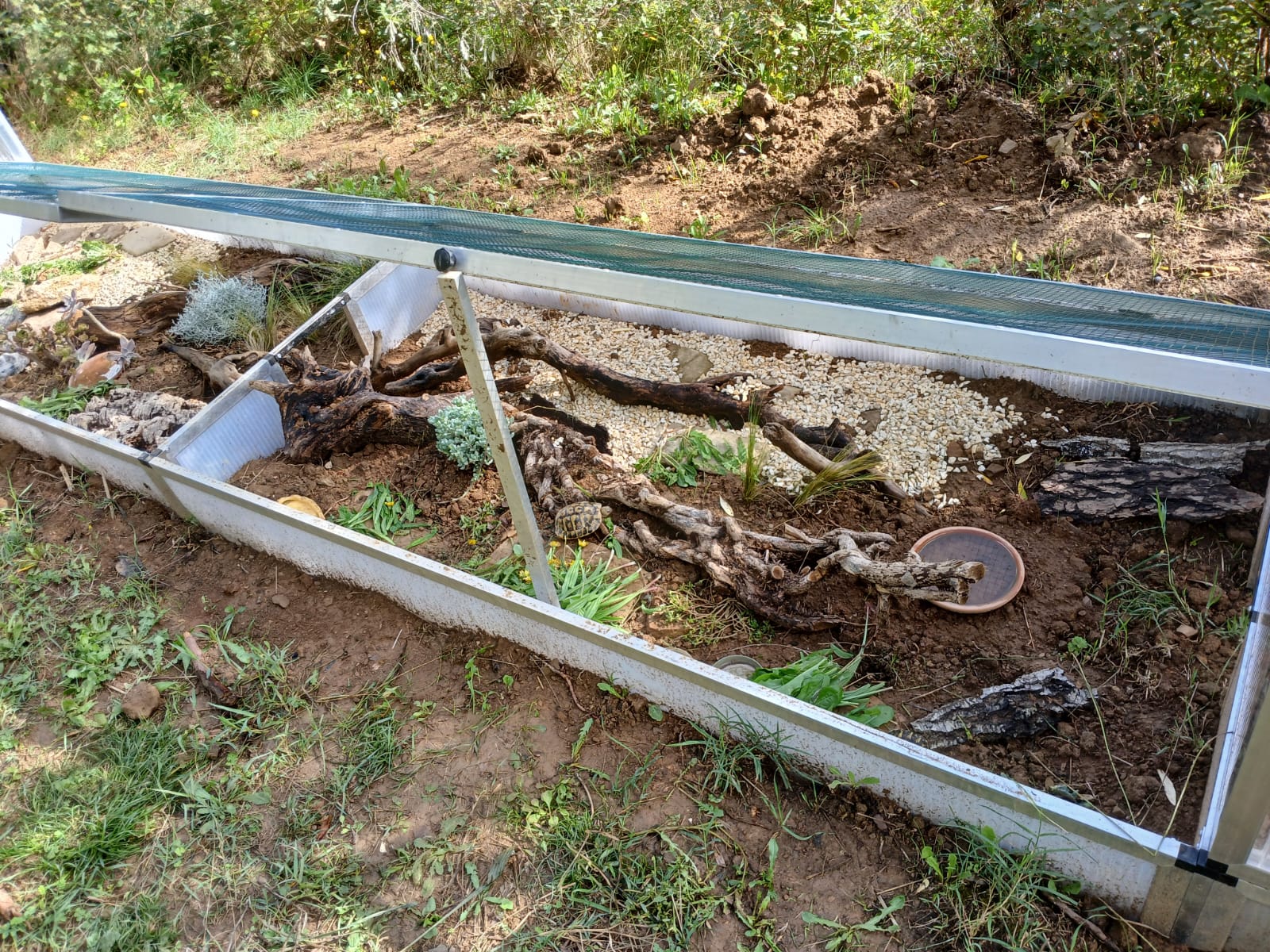 Freigehege für Baby-Landschildkröten mit Schutz von oben