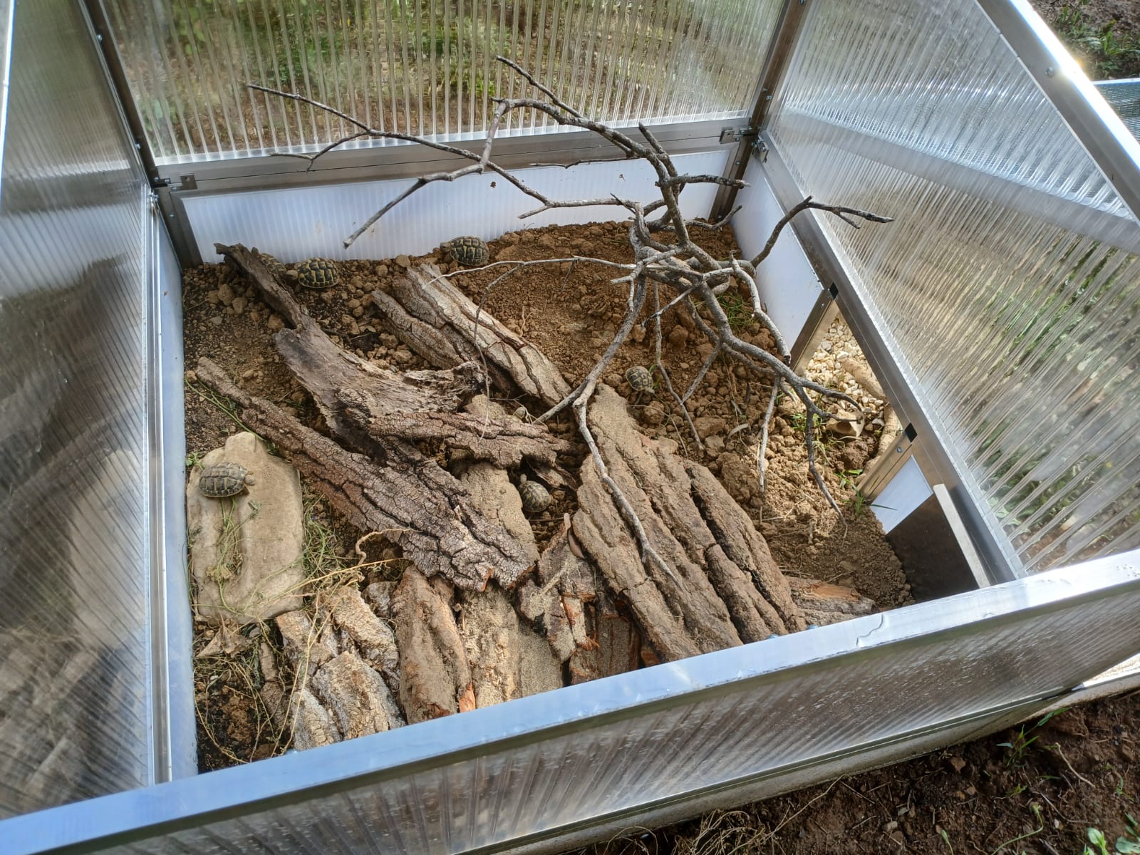Frühbeet für kleine Landschildkröten von innen