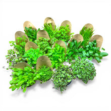 Futter- und Gehegepflanzen für Schildkröten, 16er SET