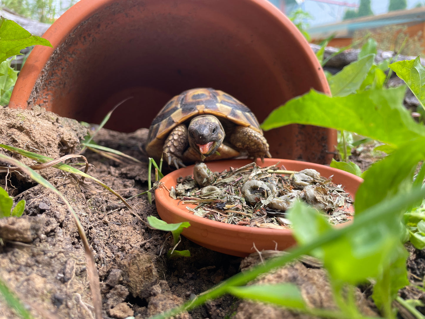 Futternapf für Landschildkröte