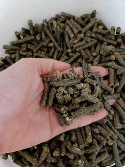 Futter-Pellets für Landschildkröten