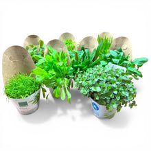 Pflanzenpaket - Gehegepflanzen für Landschildkröten