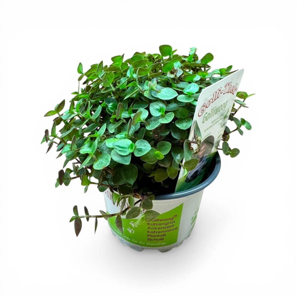 Golliwoog aus BIO-Anbau