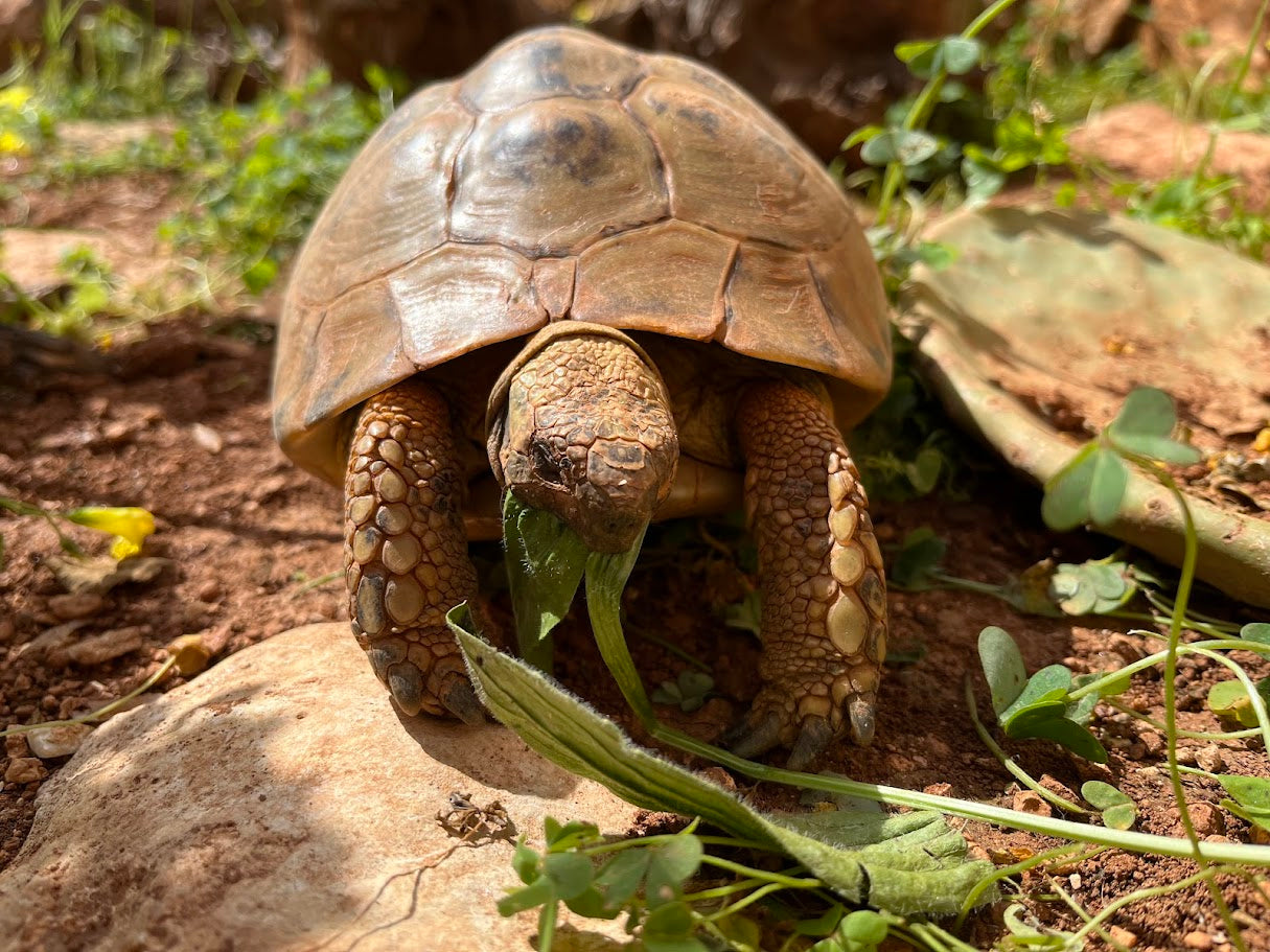 Griechische Landschildkröte frisst Spitzwegerich