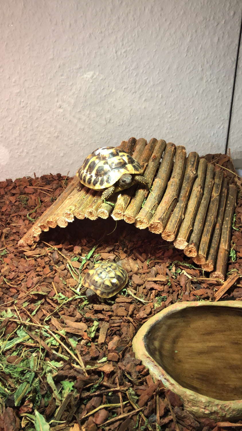 Griechische Landschildkröte auf Weidenbrücke