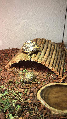 Griechische Landschildkröte auf Weidenbrücke