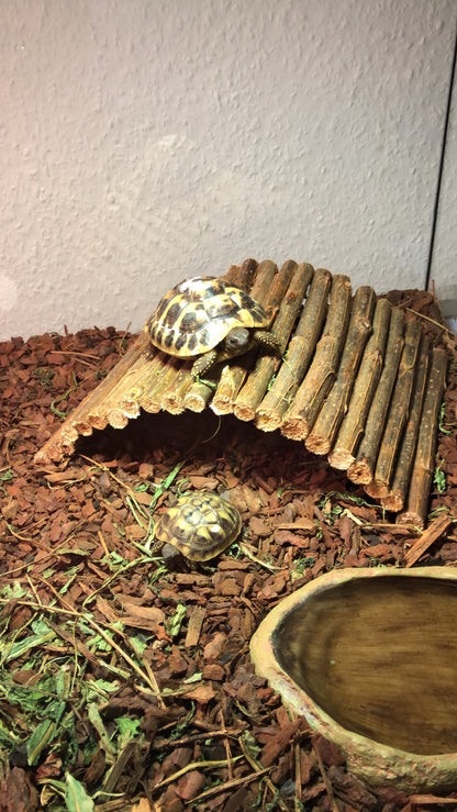 Griechische Landschildkröte auf Weidenbrücke