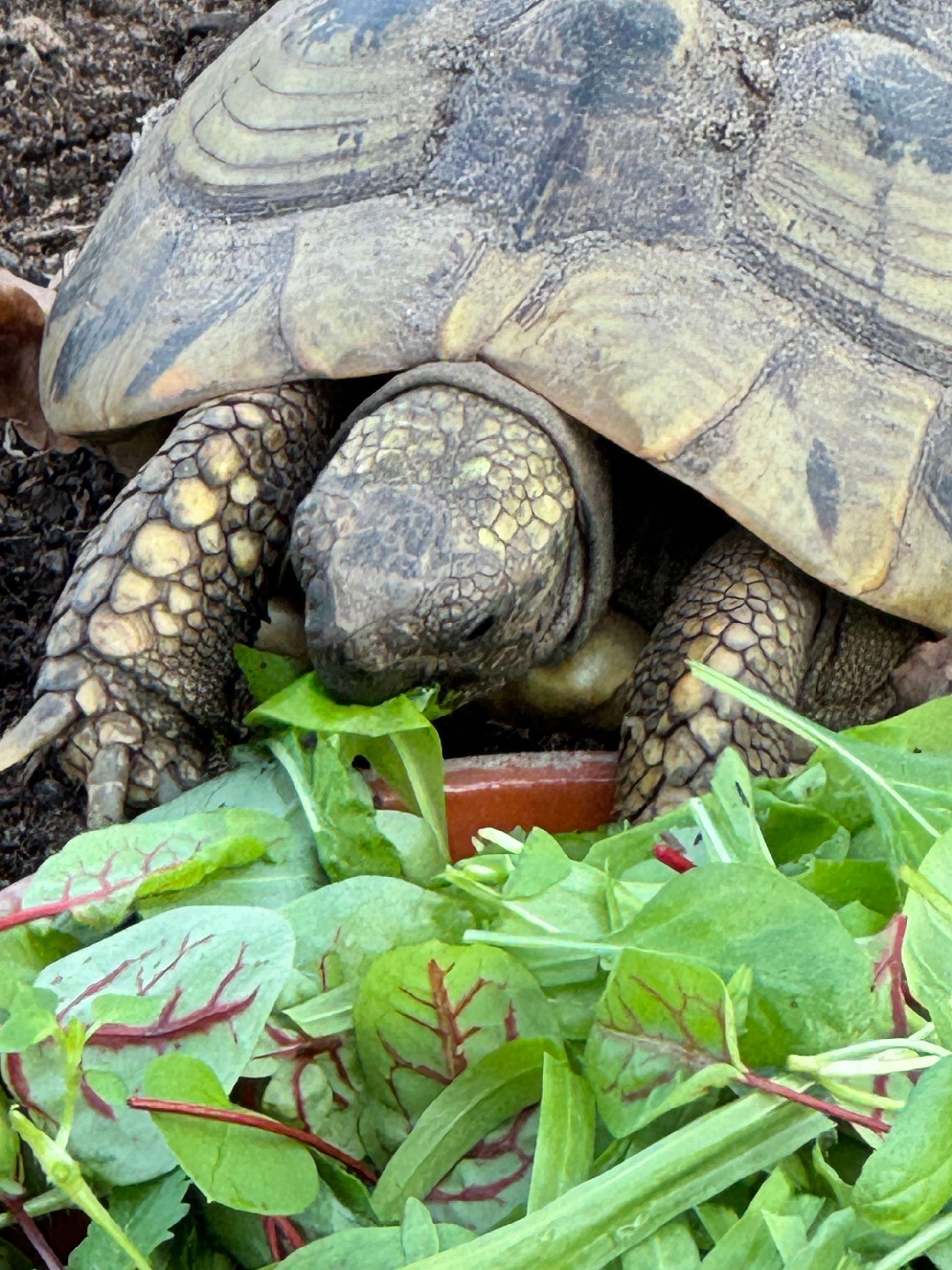 Griechische Landschildkröte beim Fressen der BIO-Pflanzen