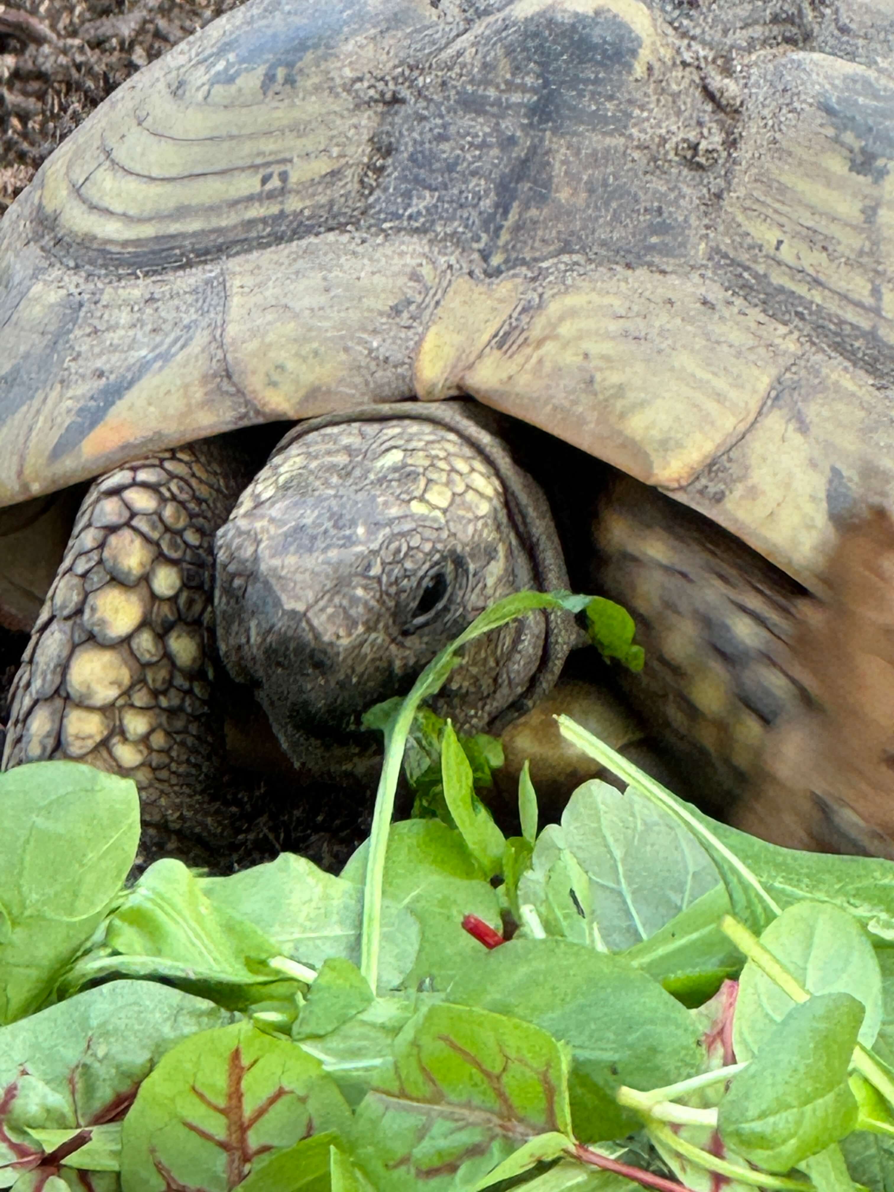 Griechische Landschildkröte frisst Wegerich, Löwenzahn, Sauerampfer, Vogelmiere und Braunelle