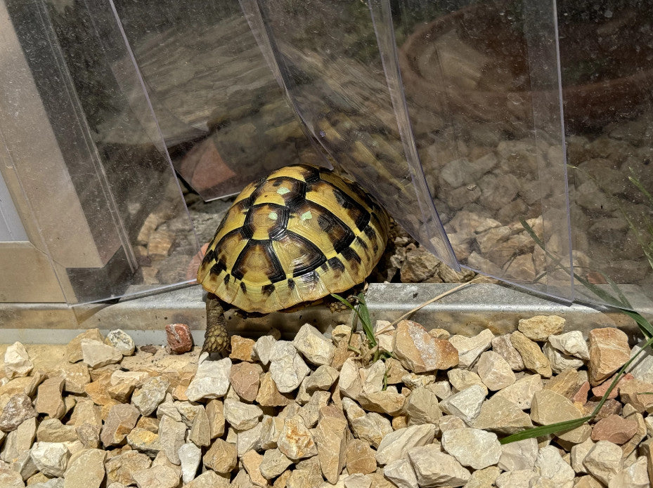 Griechische Landschildkröte läuft durch Lamellenvorhang