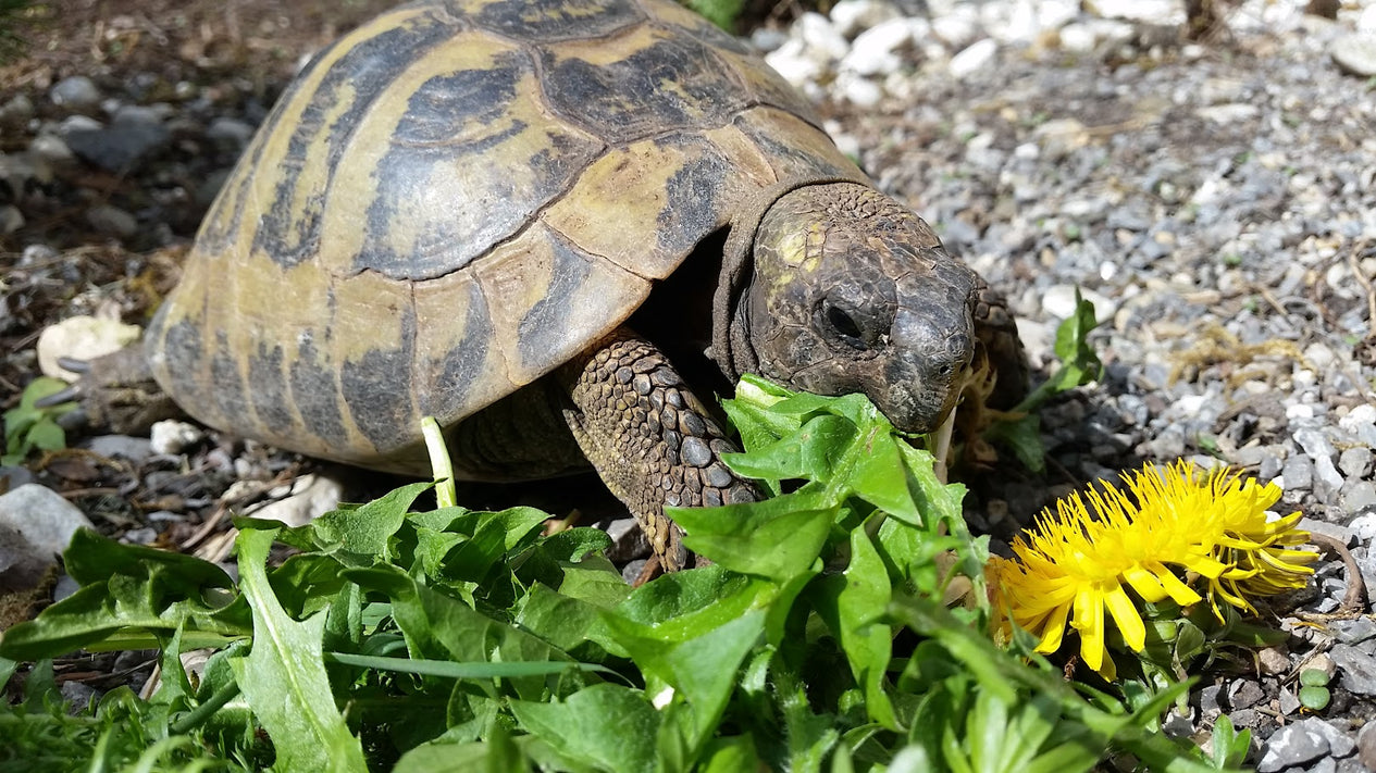 Griechische Landschildkröten lieben Löwenzahn