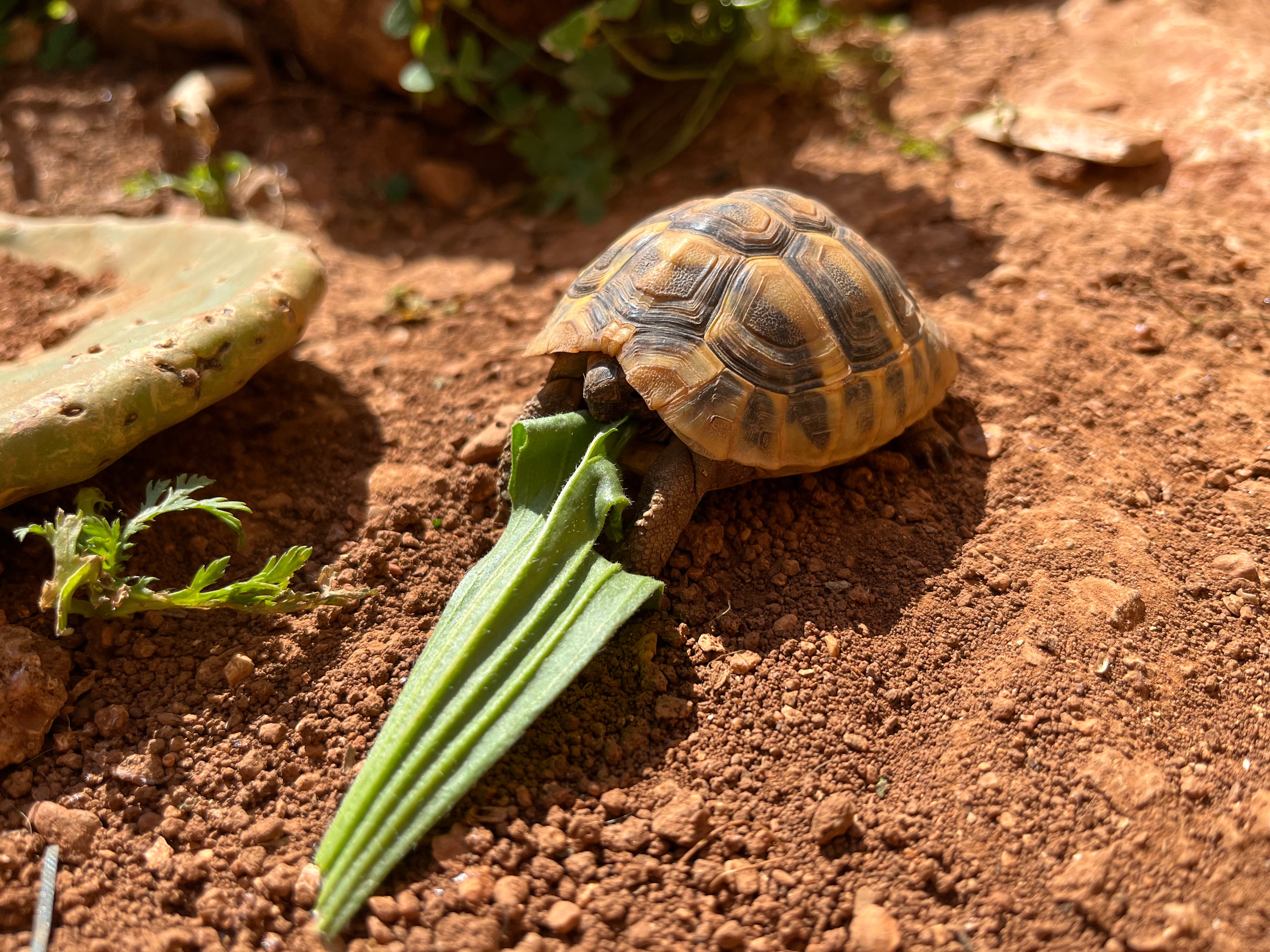 Jungtier Griechische Landschildkröte beim Fressen von Spitzwegerich
