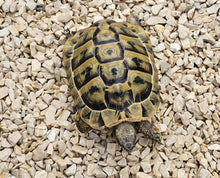 Kalkstein-Splitt als Savannen-Splitt oder Jura-Splitt für Schildkrötengehege
