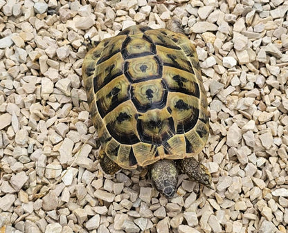 Kalkstein-Splitt als Savannen-Splitt oder Jura-Splitt für Schildkrötengehege