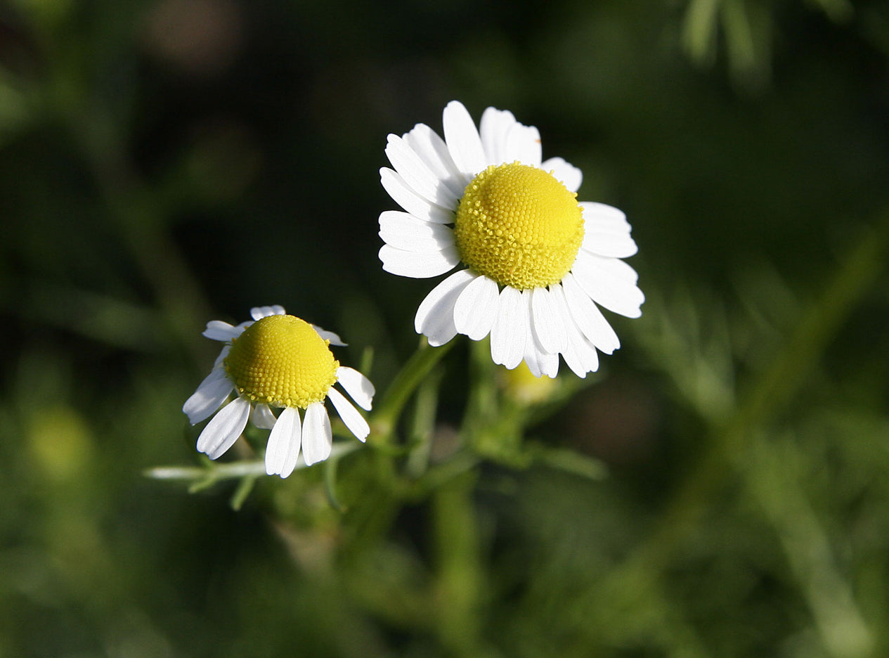 Kamille (Matricaria chamomilla) - Futterpflanze für das Gehege