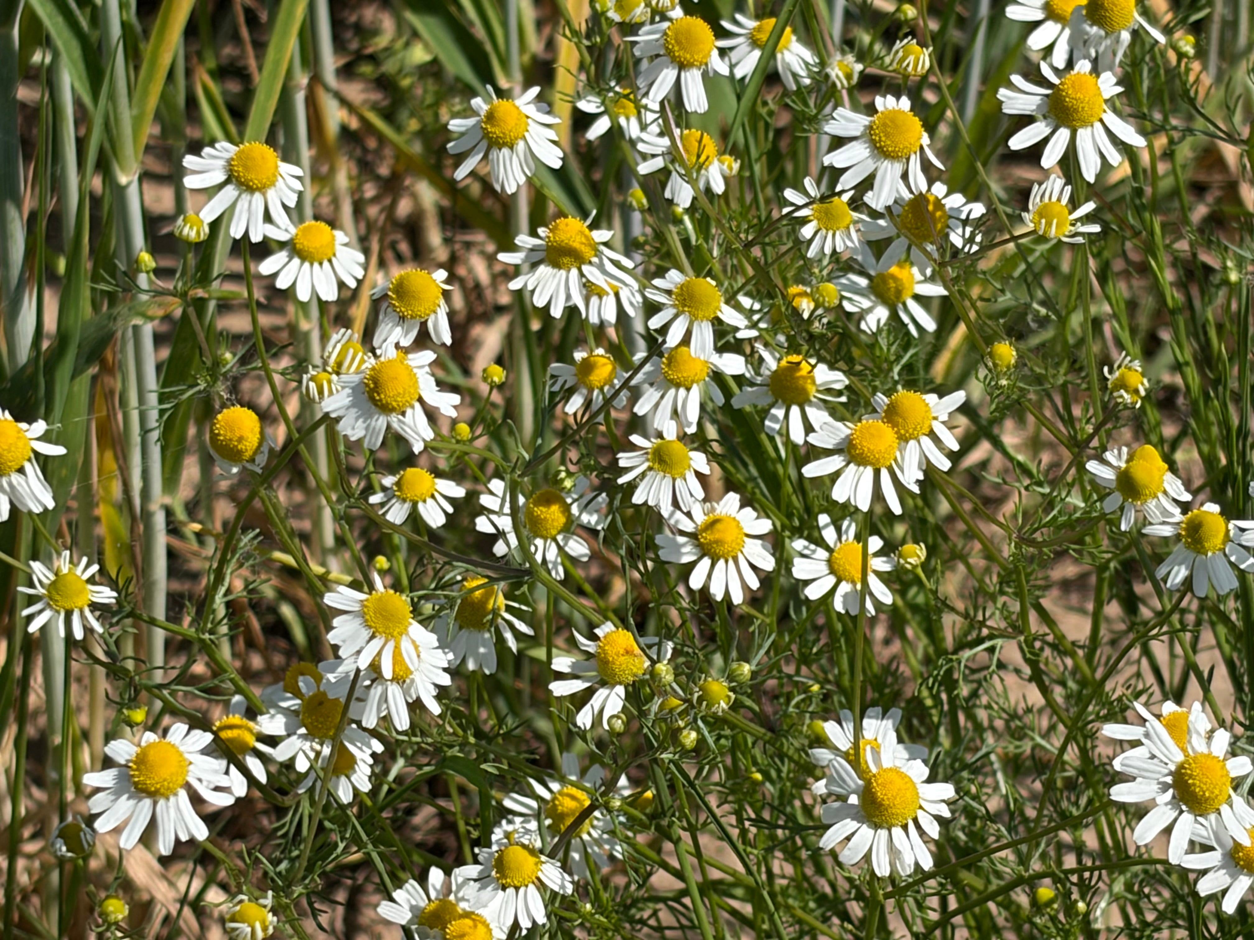 Kamille (Matricaria chamomilla) - Samen, Saatgut 1 g