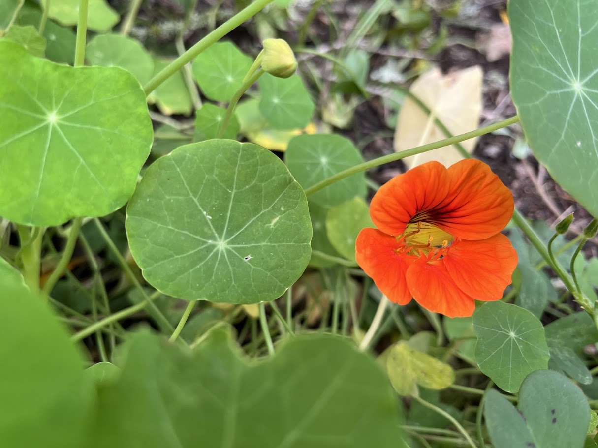 Kapuzinerkresse - Blätter und Blüten werden gerne von Schildkröten gefressen