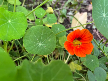 Kapuzinerkresse - Blätter und Blüten werden gerne von Schildkröten gefressen