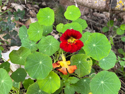 Kapuzinerkresse - Futterpflanze für Landschildkröten